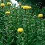 Centaurea macrocephala, Korenbloem