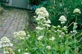 Centranthus ruber 'Albus', Rode Valeriaan