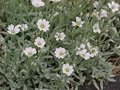 Cerastium tomentosum, Hoornbloem