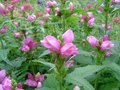 Chelone obliqua, Schildpadbloem