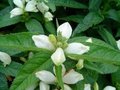 Chelone obliqua 'Alba', Schildpadbloem