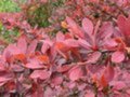 Berberis thunbergii 'Rose Glow', 30-40 2L, Japanse zuurbes