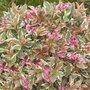 Weigela flor. 'Monet', ® 25-30 3L (= Verweig)