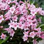 Weigela flor. 'Pink Poppet', ® 3L (= Plangeni)