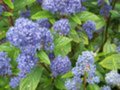 Ceanothus del. 'Henry Défosse' 3L Sikkelboom