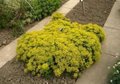 Euphorbia cyparissias 'Clarice Howard', Wolfsmelk