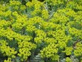 Euphorbia myrsinites, Wolfsmelk