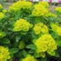 Euphorbia polychroma 'Senior', Wolfsmelk