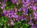 Geranium cantabrigiense 'Cambridge', Ooievaarsbek