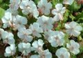 Geranium cantabrigiense 'St. Ola', Ooievaarsbek