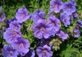 Geranium magnificum, Ooievaarsbek