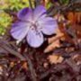 Geranium pratense 'Midnight Reiter', Ooievaarsbek