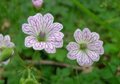 Geranium versicolor, Ooievaarsbek