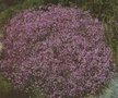 Gypsophila 'Rosenschleier', Gipskruid