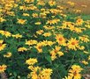 Heliopsis helianthoides 'Summer Sun', Zonneoog