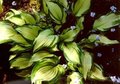 Hosta fortunei 'Albopicta', Hartlelie