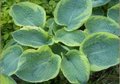 Hosta sieboldiana 'Frances Williams' , Hartlelie