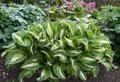 Hosta undulata 'Mediovariegata', Hartlelie