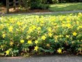 Hypericum calycinum, Hertshooi