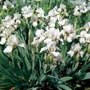 Iris pumila 'Bright White', iris