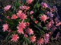 Lewisia longipetala 'Little Plum'