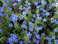 Lithodora diffusa 'Heavenly Blue', Parelkruid