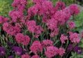 Lychnis alpina, Koekoeksbloem