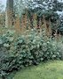 Macleaya Microcarpa 'Kelw. Coral Plume', Pluimpapaver