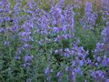 Nepeta faassenii 'Six Hills Giant', Kattekruid