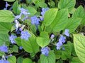 Omphalodes verna, Witte onschuld