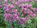 Origanum laevigatum 'Herrenhausen', Marjolein