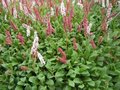 Persicaria affine 'Darjeeling Red' (=Polygonum),Duizendknoop