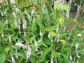 Persicaria amplexicaulis 'Alba' (=Polygonum),Duizendknoop