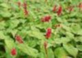 Persicaria amplexicaulis 'JS Caliente' P9 (=Polygonum),Duizendknoop