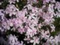 Phlox subulata 'Candy Stripes', Vlambloem