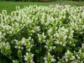 Prunella grandiflora 'Alba', Bijenkorfje