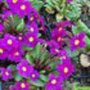 Primula juliae 'Wanda', Sleutelbloem