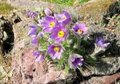 Pulsatilla vulgaris, Wildemanskruid