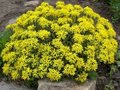 Sedum floriferum 'Weihenstephaner Gold', Vetkruid