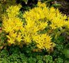 Sedum oreganum, Vetkruid