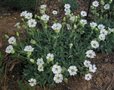 Silene maritima, Lijmkruid (=uniflora)