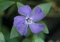 Vinca minor 'Bowles Variety' ('La grave'), Maagdenpalm