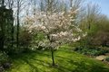 Amelanchier Lamarckii, 6/8 Blote wortel, Krentenboom