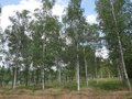 Betula pendula, 14/16 Draadkluit, Witte berk (= Alba/Verrucosa)