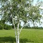 Betula papyrifera, 6/8 Blote wortel, Papierberk