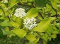 Cornus alba 'Aurea', 3L Kornoelje