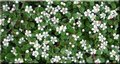 Cotoneaster proc. 'Queen of Carpets' 1.5L, Dwergmispel