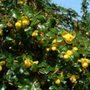 Berberis verruculosa, 25/30, Japanse zuurbes