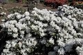 Rhododendron 'Dora Amateis', 25-30 3L