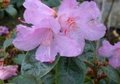 Rhododendron 'Praecox', 30-40 4L